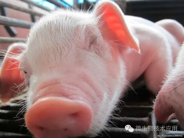 Effects of functional microbial agents on the performance of Weaned Piglets