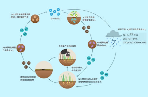 Nitrogen cycle in nature